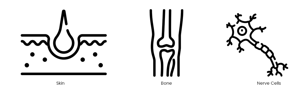 bone skin nerve cell
